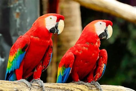 Factores que afectan el costo de las guacamayas y consejos .